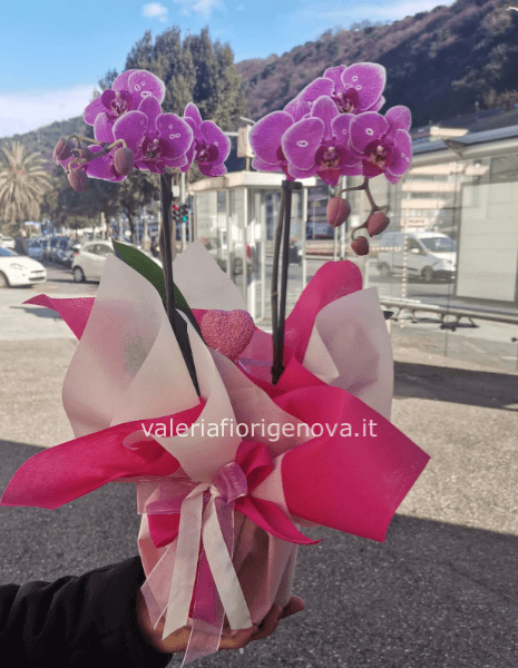 Pianta di Phaleonopsis, diversi colori a richiesta.