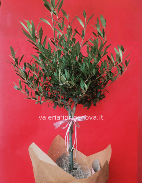 Alberello di ulivo