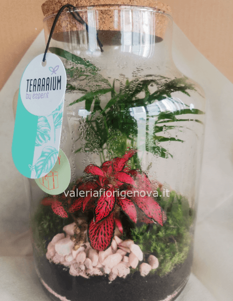 Terrario montain