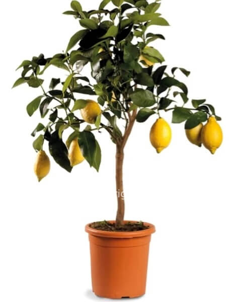 Pianta limone 4 stagioni