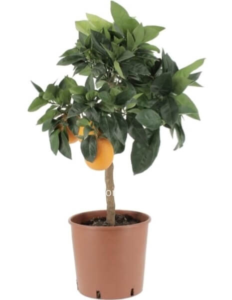 Albero arance