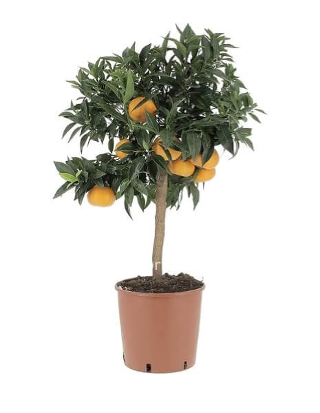 Albero mandarino