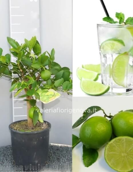 Albero Lime
