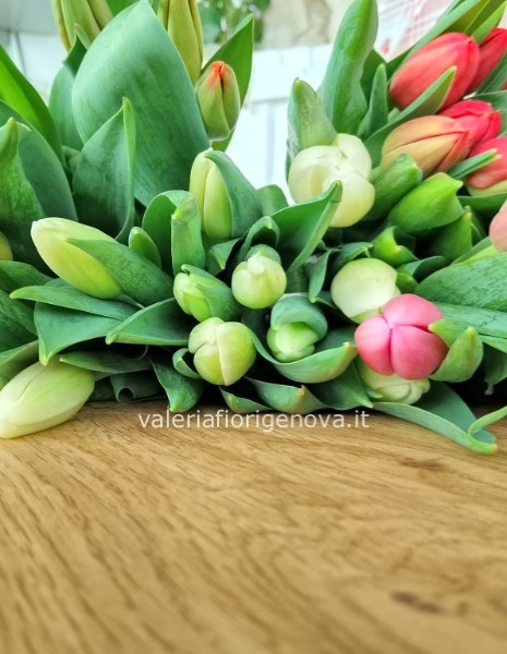 Tulipani