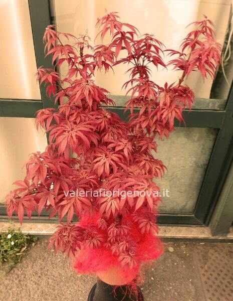 Acero rosso